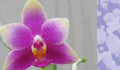 蘭科植物 【orchid】