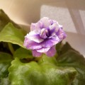 new violet -2012NOV