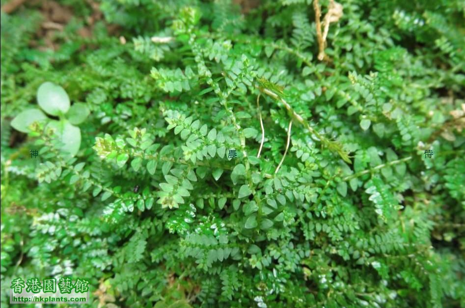疏葉卷柏   Selaginella remotifolia Spring