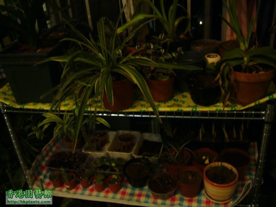 室內植物