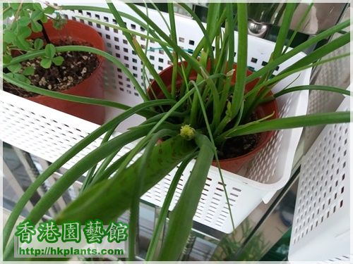 Lachenalia Aloides var Quadricolor-小球-2016-010.jpg