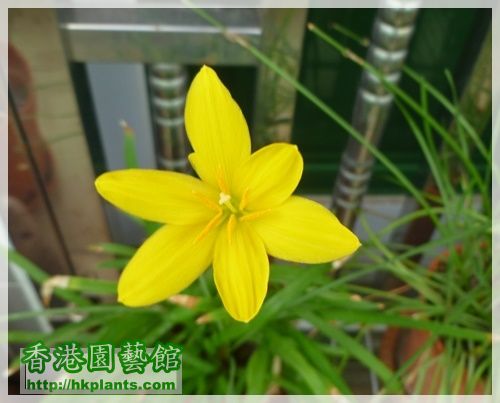 Zephyranthes 黃花-2015-003.JPG