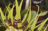 Brassia 長萼蘭